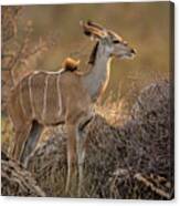 Greater Kudu Juvenile Canvas Print