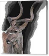 Greater Kudu Canvas Print
