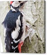 Greater Spotted Woodpecker Canvas Print
