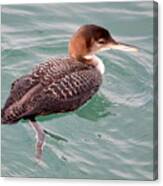 Grebe In The Water Canvas Print