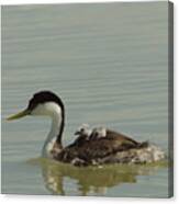 Grebe With Two Chicks On Its Back Canvas Print