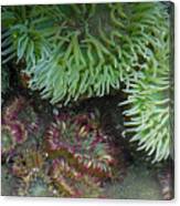 Green And Strawberry Anemonies Canvas Print