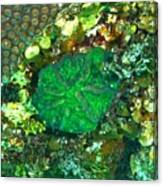 Green Artichoke Coral Canvas Print