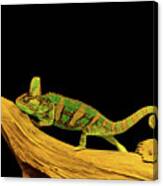 Green Chameleon Canvas Print