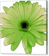 Green Daisy Flower Canvas Print