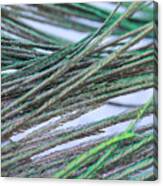 Green Feathers Canvas Print