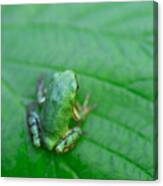 Green Frog On A Green Leaf North American Grey Tree Frog Canvas Print