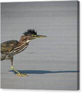 Green Heron On A Mission Canvas Print