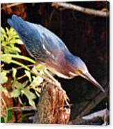 Green Heron Portrait Canvas Print