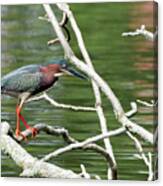 Green Heron Canvas Print