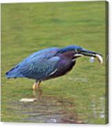 Green Heron With Fish Canvas Print