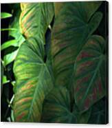Green Leaves At Akaka Falls Canvas Print