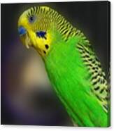 Green Parakeet Portrait Canvas Print