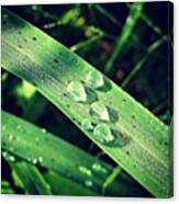 #green #plants #nature #rain #rainyday Canvas Print