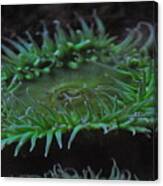 Green Sea Anemone Canvas Print