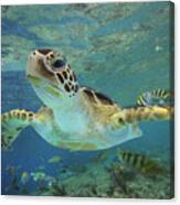 Green Sea Turtle Swimming Canvas Print