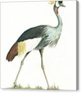 Grey Crowned Crane Canvas Print