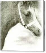 Grey Welsh Pony Canvas Print