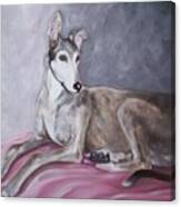 Greyhound At Rest Canvas Print