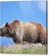 Grizzly And Blue Sky Canvas Print