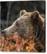 Grizzly Bear Portrait In Fall Canvas Print