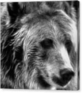 Grizzly Canvas Print