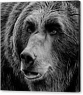Grizzly Close Up Bw Canvas Print