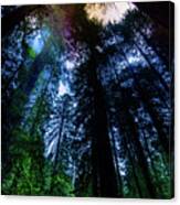 Grizzly Creek Redwood Grove Canvas Print