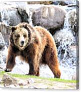 Grizzly Falls Canvas Print