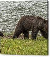 Grizzly Family Canvas Print