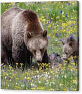 Grizzly Sow And Cub In Summer Flowers Canvas Print