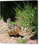 Ground Squirrel At Chicago Botanical Garden Canvas Print