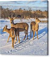Group Of Deer Canvas Print