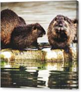 Group Of Nutria Canvas Print