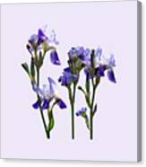 Group Of Purple Irises Canvas Print