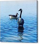 Guarding Geese Canvas Print