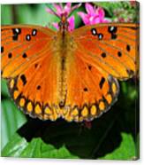 Gulf Fritillary 4 Canvas Print