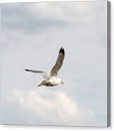 Gull In Flight Canvas Print