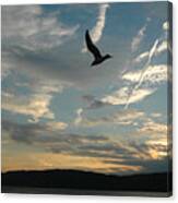 Gull Over The Hudson Canvas Print
