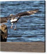 Gull With Sea Otter Photobomb Canvas Print