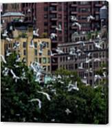 Gulls And The City Canvas Print