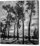 Hagley Park Treescape Canvas Print