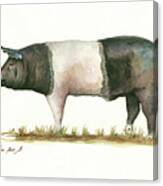 Hampshire Pig Canvas Print