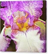 Hand Tinted Iris Canvas Print