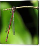 Hanging Around 2 Canvas Print