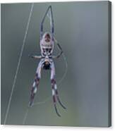 Australian Spider Canvas Print