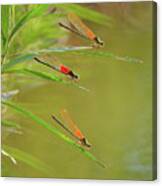 Hanging Out At The Creek Canvas Print