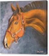 Hanoverian Warmblood Sport Horse Canvas Print