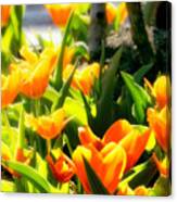 Happy Orange Tulips Canvas Print