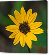 Happy Sunflower Canvas Print